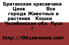 Британские красавчики › Цена ­ 35 000 - Все города Животные и растения » Кошки   . Челябинская обл.,Куса г.